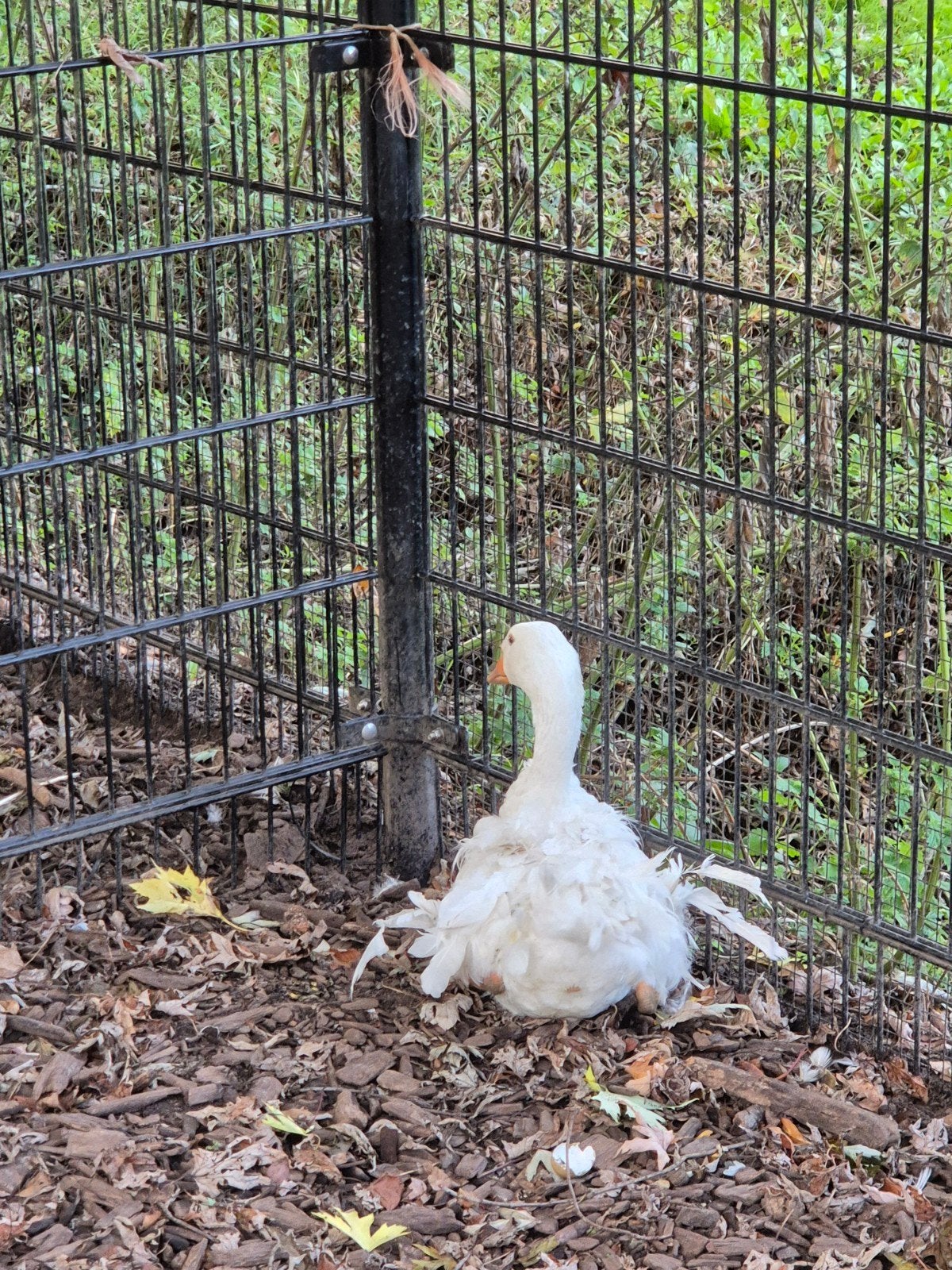 witte krulveer gans man 2025, Dieren en Toebehoren, Mannelijk, Gans of Zwaan