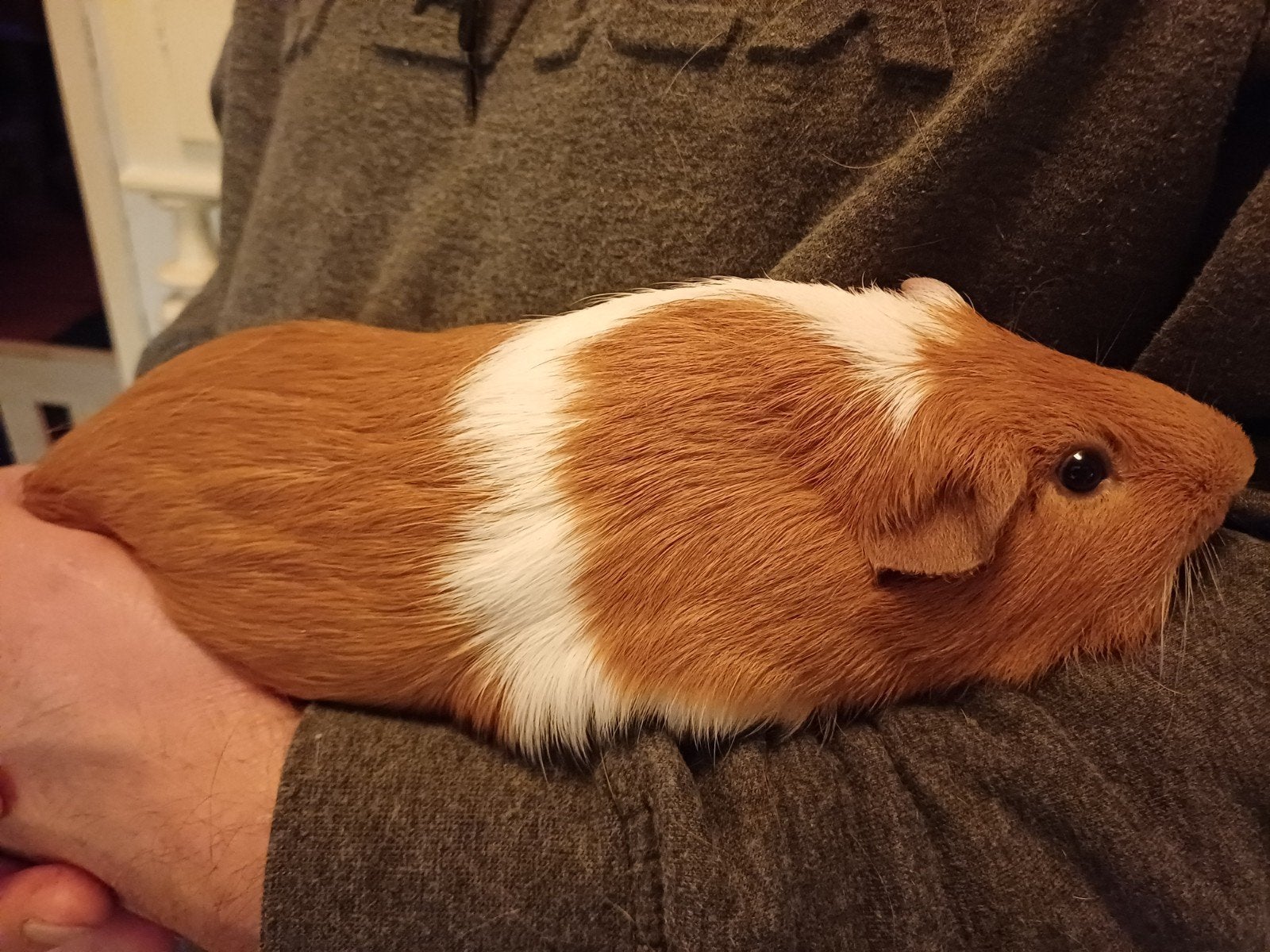 twee super leuke cavias, Cavia, Mannelijk, December, Tam
