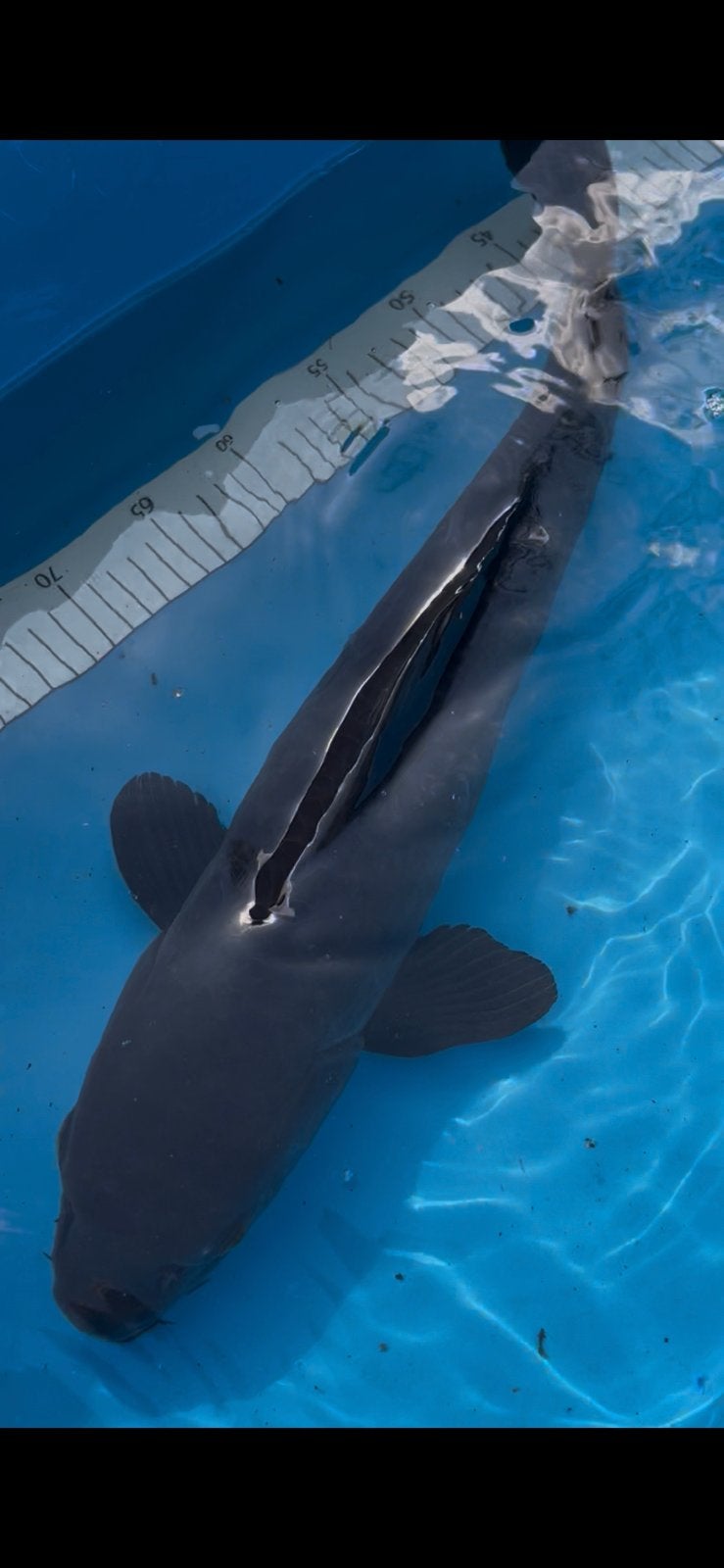 Karasugoi 52 cm nisai, Karper of Koi