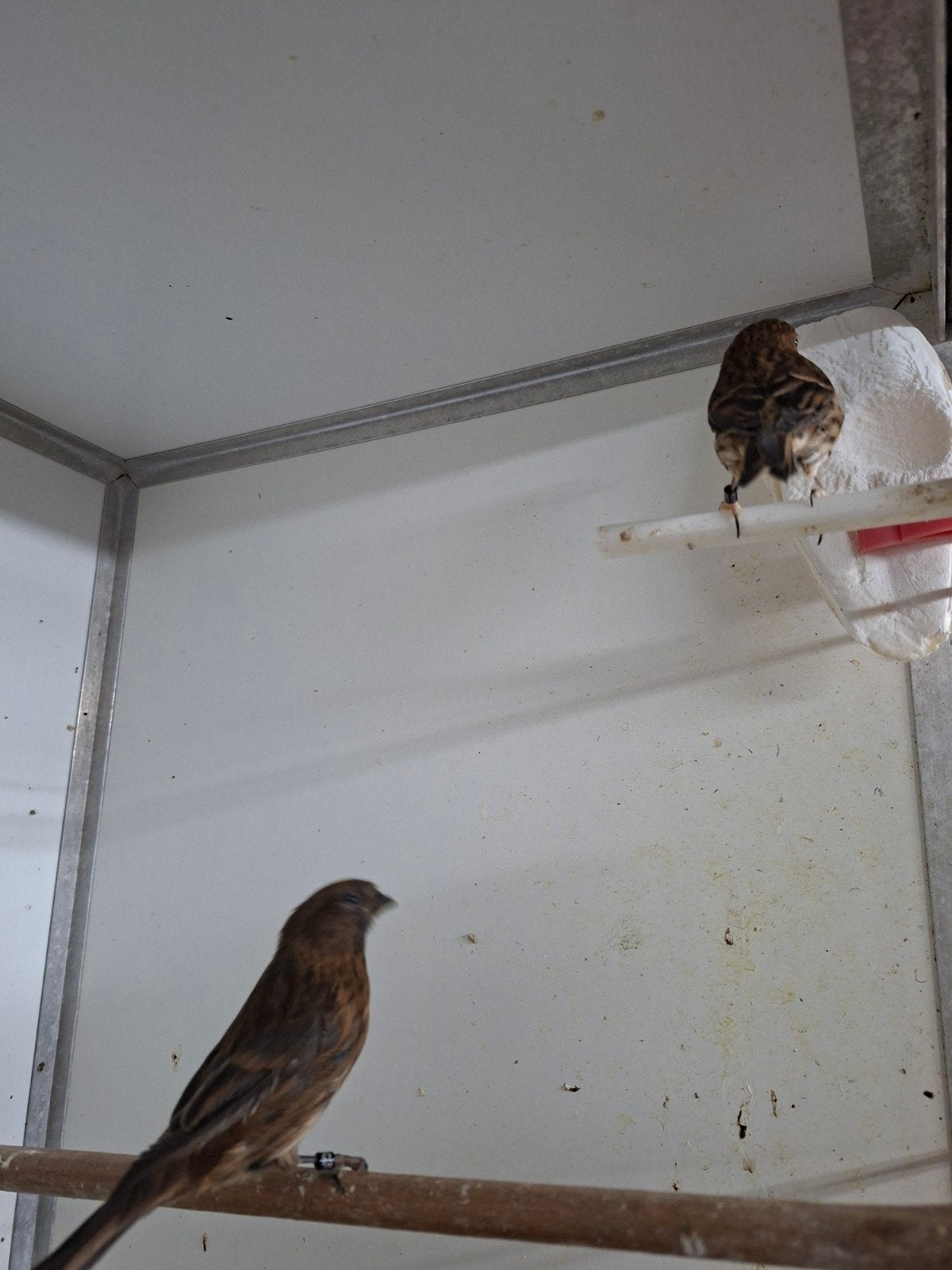 Barmsijsjes, Dieren en Toebehoren, Meerdere dieren, Wildzangvogel, Geringd