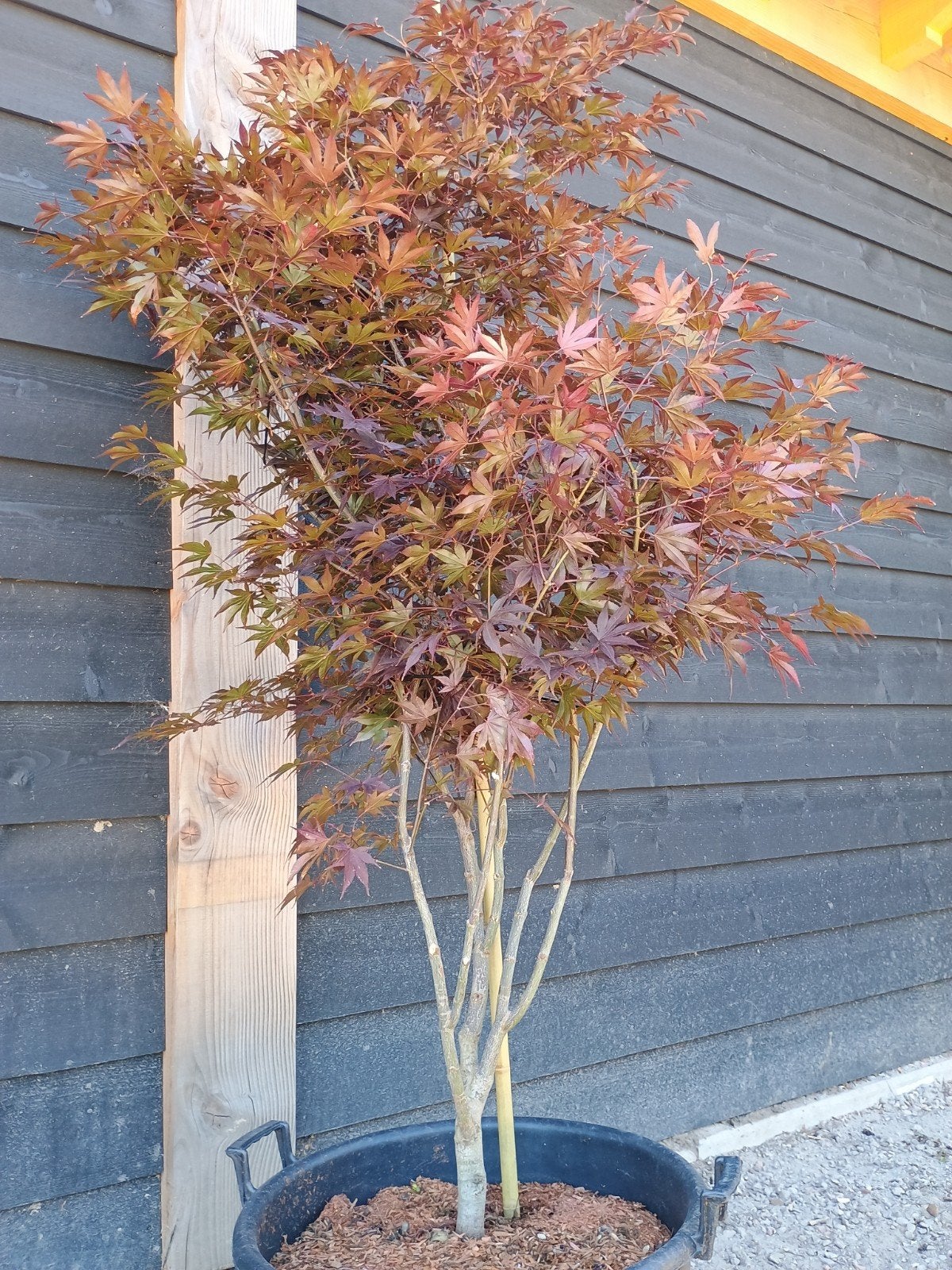 (Japanse Esdoorn)Acer Palmatum Bloodgood Meerstammig, Halfschaduw, Overige soorten, Lente, 100 tot 250 cm