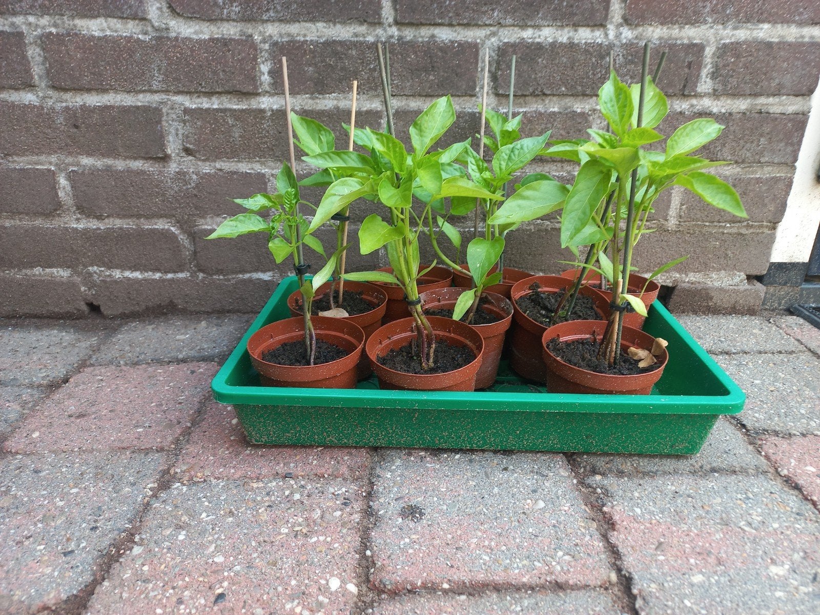 Paprika plantjes, Tuin en Terras, Ophalen, Eenjarig, Groenteplanten, Volle zon