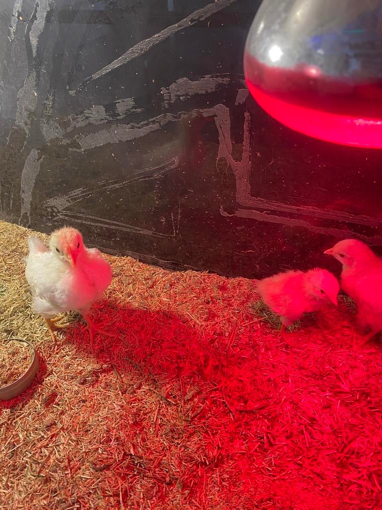 Drie kuikens amerikaanse leghorn ras zuiver !, Geslacht onbekend, Kip