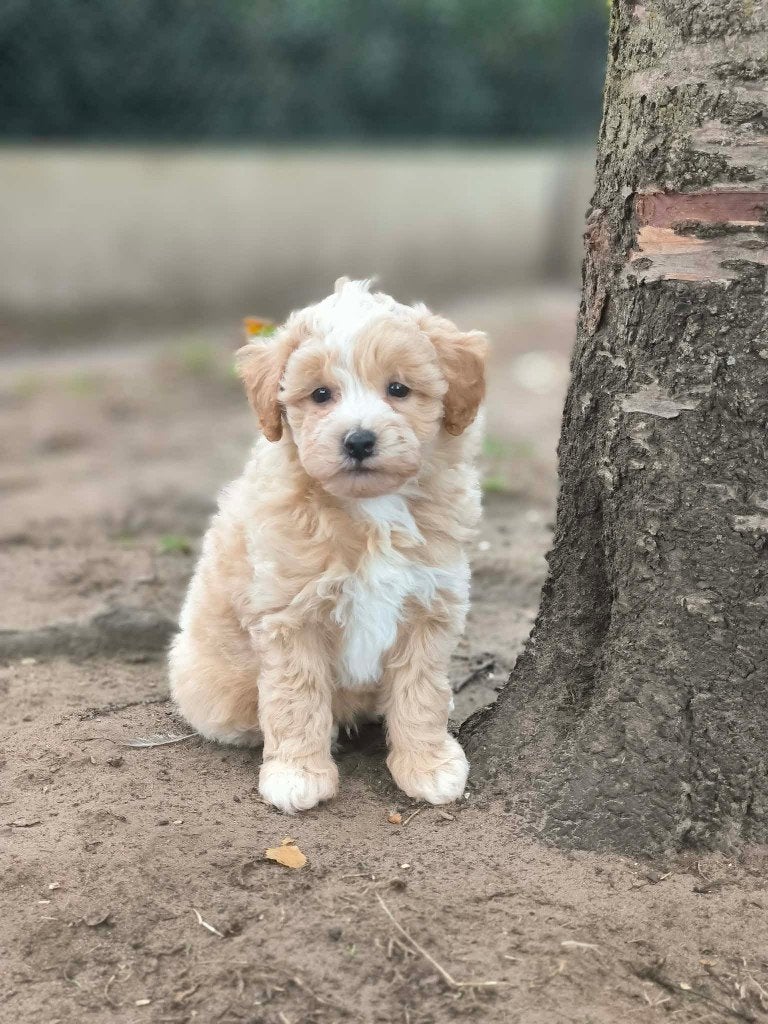 hele mooie maltipoo pups bij ons geboren!!, Parvo, België, 8 tot 15 weken, Meerdere