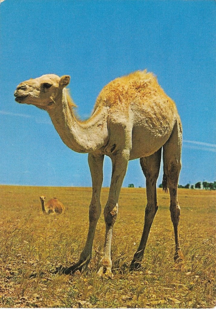 Ansichtkaart  	Dromedaris, Verzamelen, Ophalen of Verzenden, 1960 tot 1980, Gelopen, Wild dier