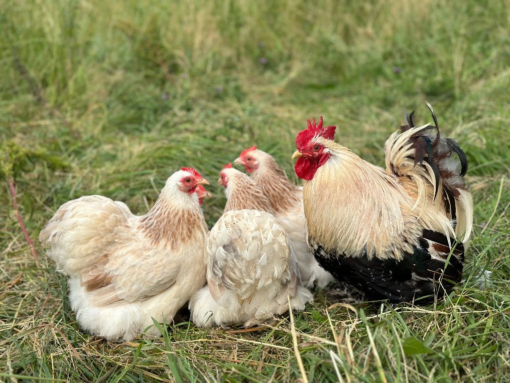 Jonge tamme Cochin kriel Zalm kleur gesekst en ingeënt, Vrouwelijk, Kip