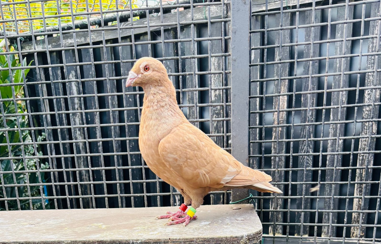 Gele postduiven, duiven, kleurpostduiven, Meerdere dieren, Postduif
