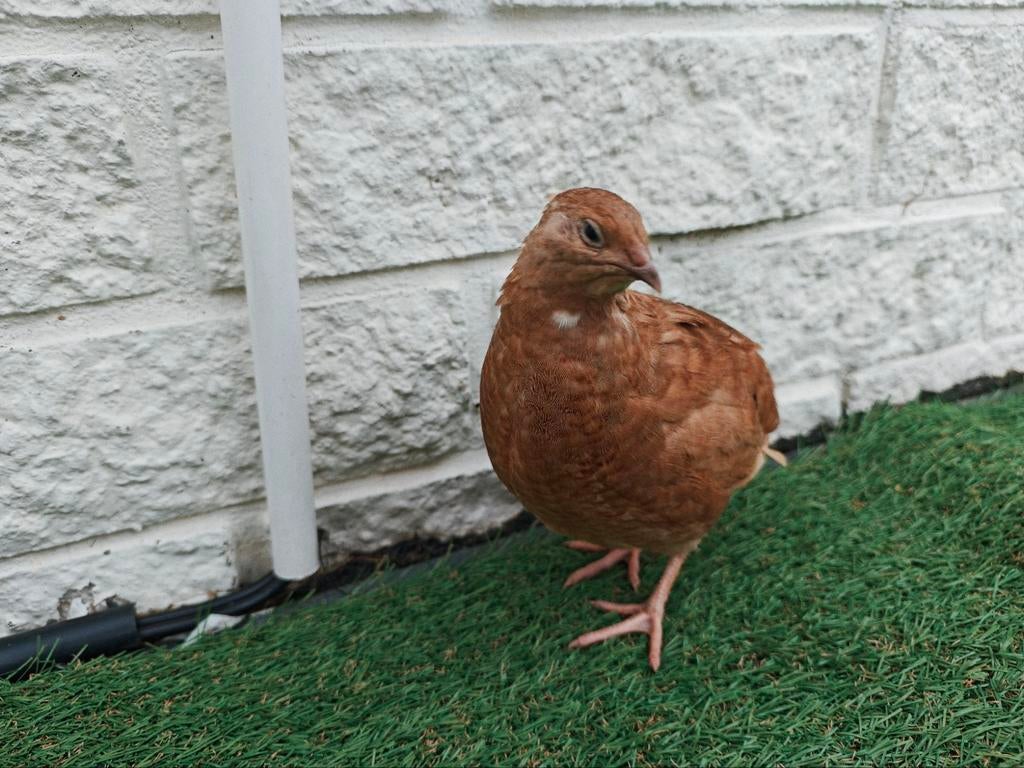 Te Koop: Broedeieren van Japanse Kwartels 30 kleuren!, Dieren en Toebehoren, Geslacht onbekend, Overige soorten