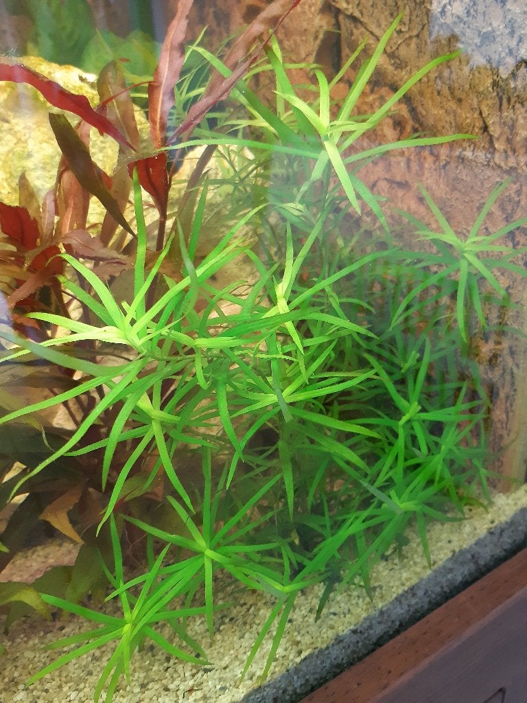 Sterrenkruid, Dieren en Toebehoren, Vissen | Aquaria en Toebehoren, Ophalen, Nieuw, Plant(en), Steen of Hout