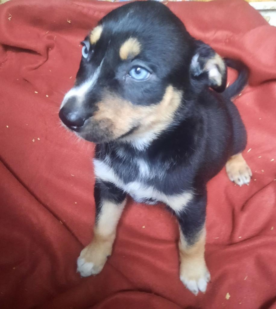 Leukste! Amerikaanse stafford X pups blauwe ogen!MogenMee!, Parvo, Reu, 8 tot 15 weken, American Staffordshire Terriër