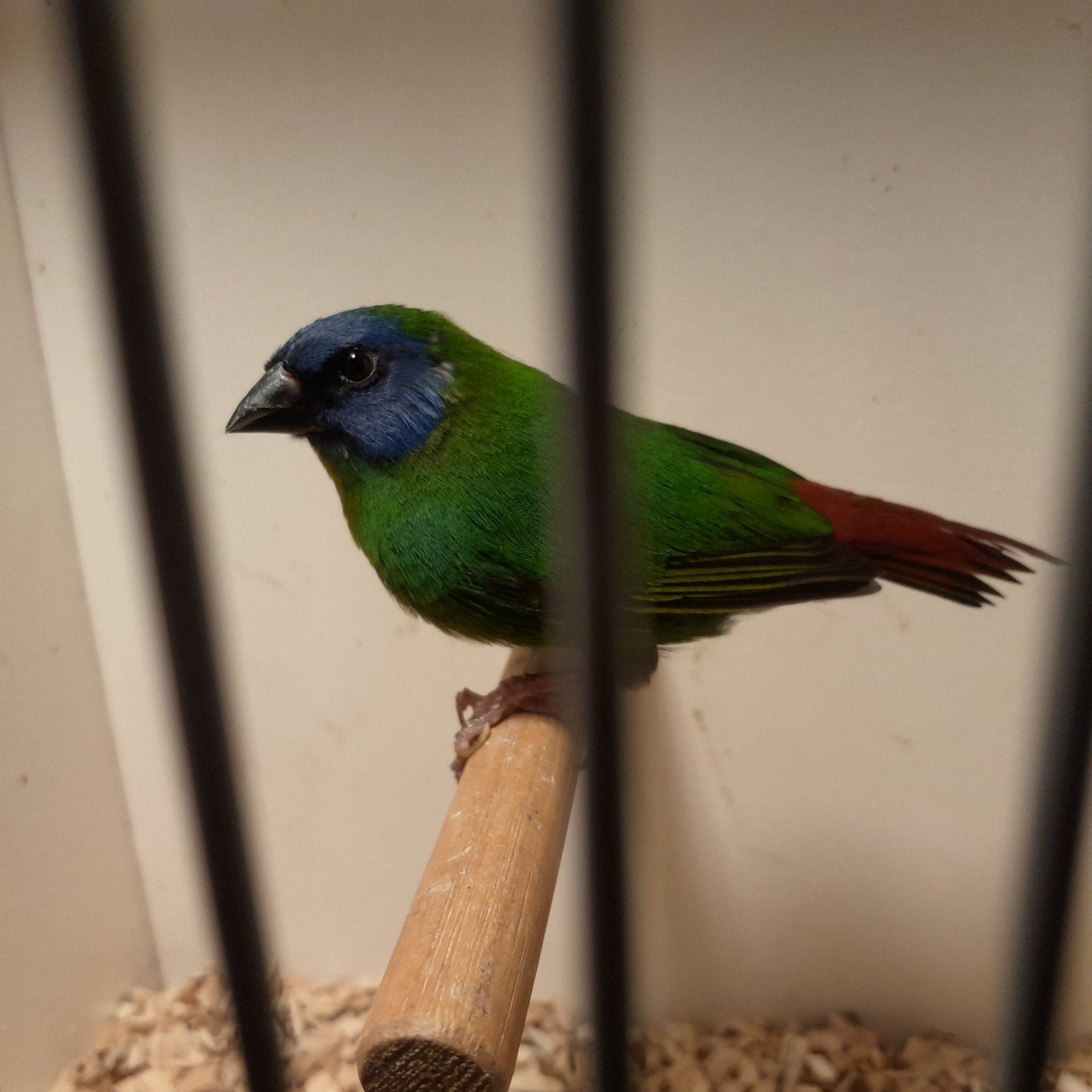 driekleur papagaai amadine man, Dieren en Toebehoren, Mannelijk