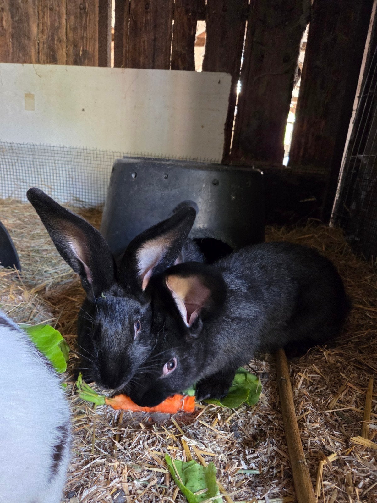 grote lotharinger voedsters, Vrouwelijk, Groot, 0 tot 2 jaar