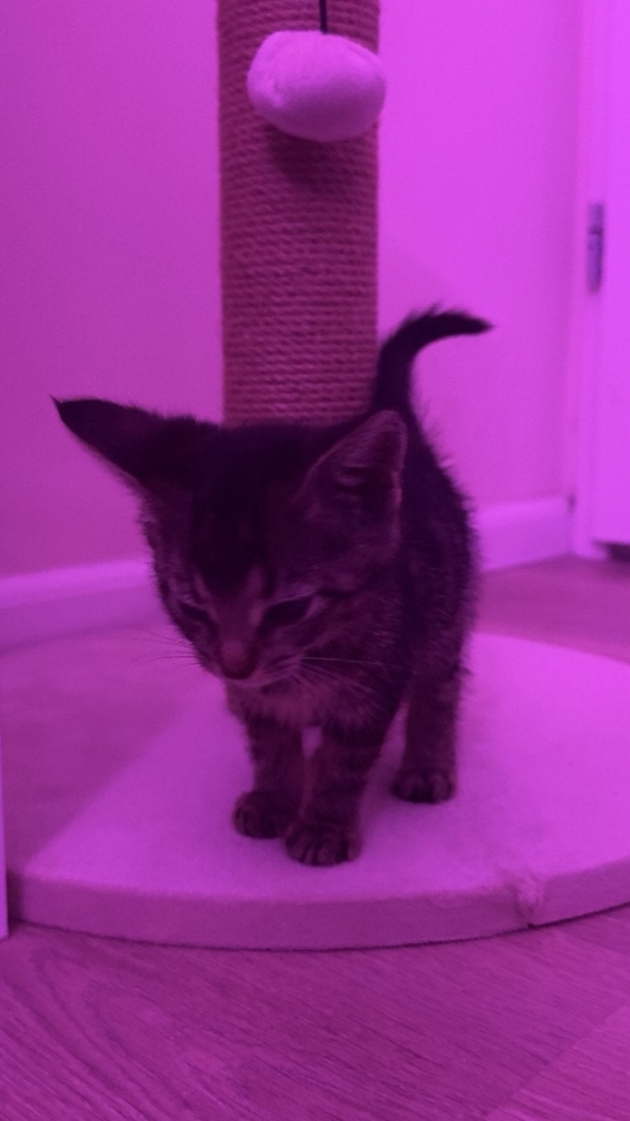 Bengaalse Kitten met Toebehoren, Poes, 0 tot 2 jaar