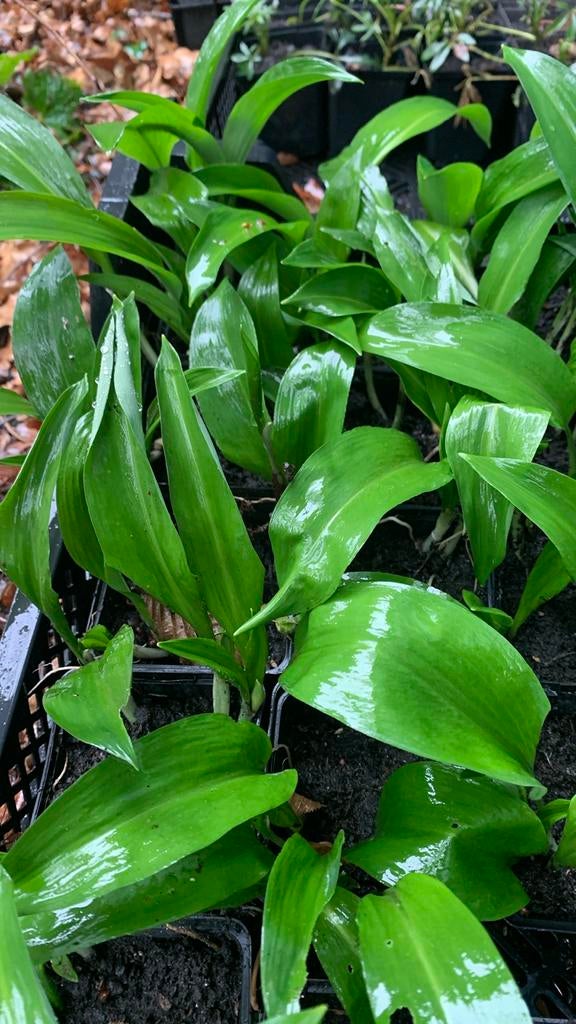 Daslook plantjes in P9 potjes, Ophalen, Vaste plant, Halfschaduw, Kruiden