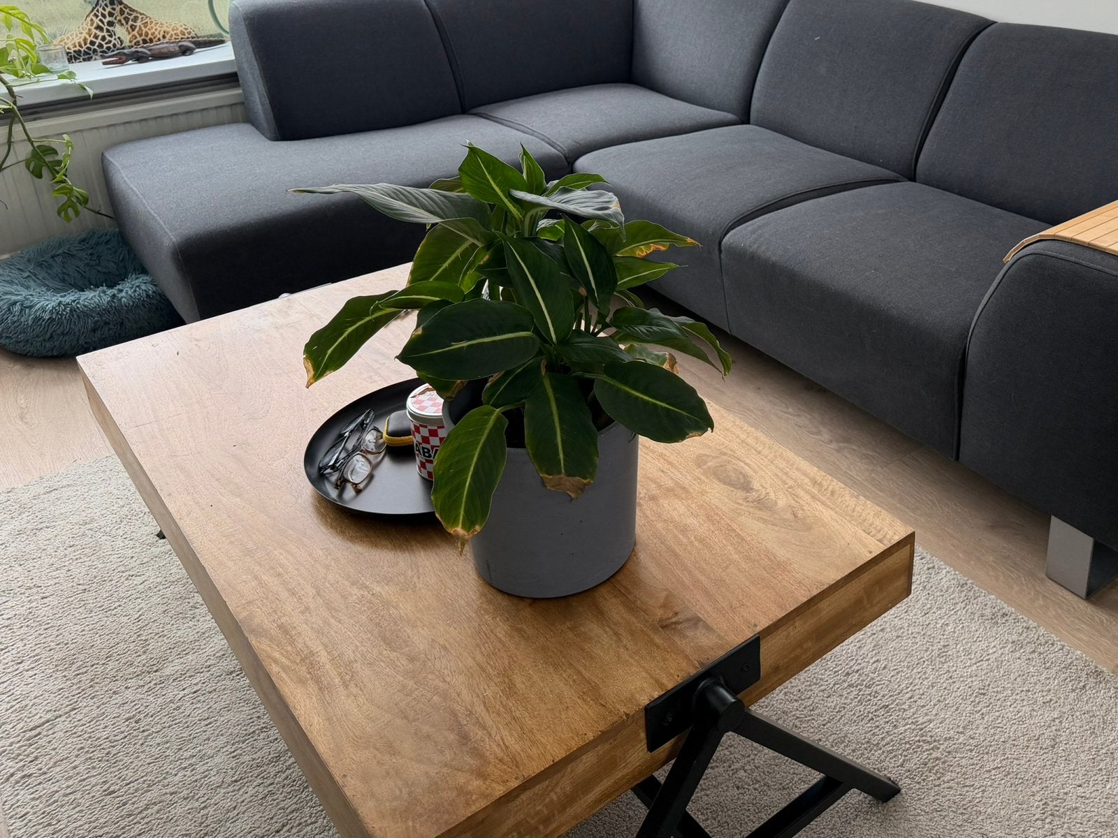 Salontafel mangohout met metalen poten, Ophalen, 100 tot 150 cm, 50 tot 100 cm, Zo goed als nieuw