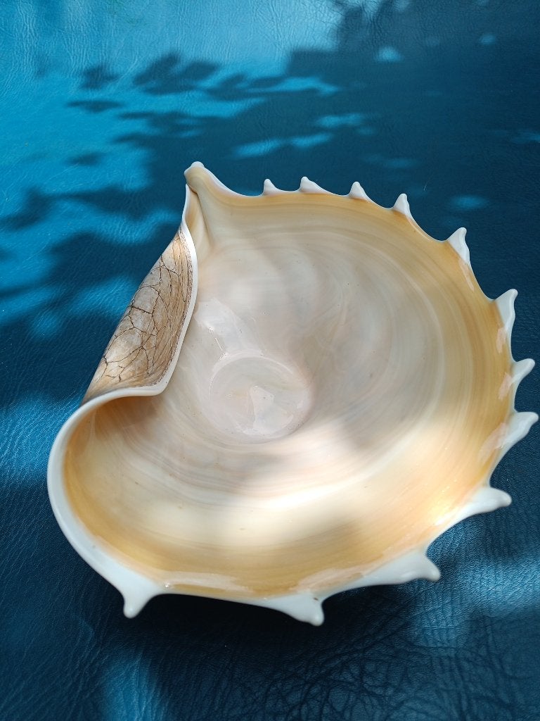 Glazen schaal in schelpvorm (37 cm), Ophalen of Verzenden