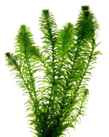 Fonteinkruid, Hoornblad, vederkruid, waterpest waterplanten, Ophalen of Verzenden, Nieuw, Plant(en), Steen of Hout