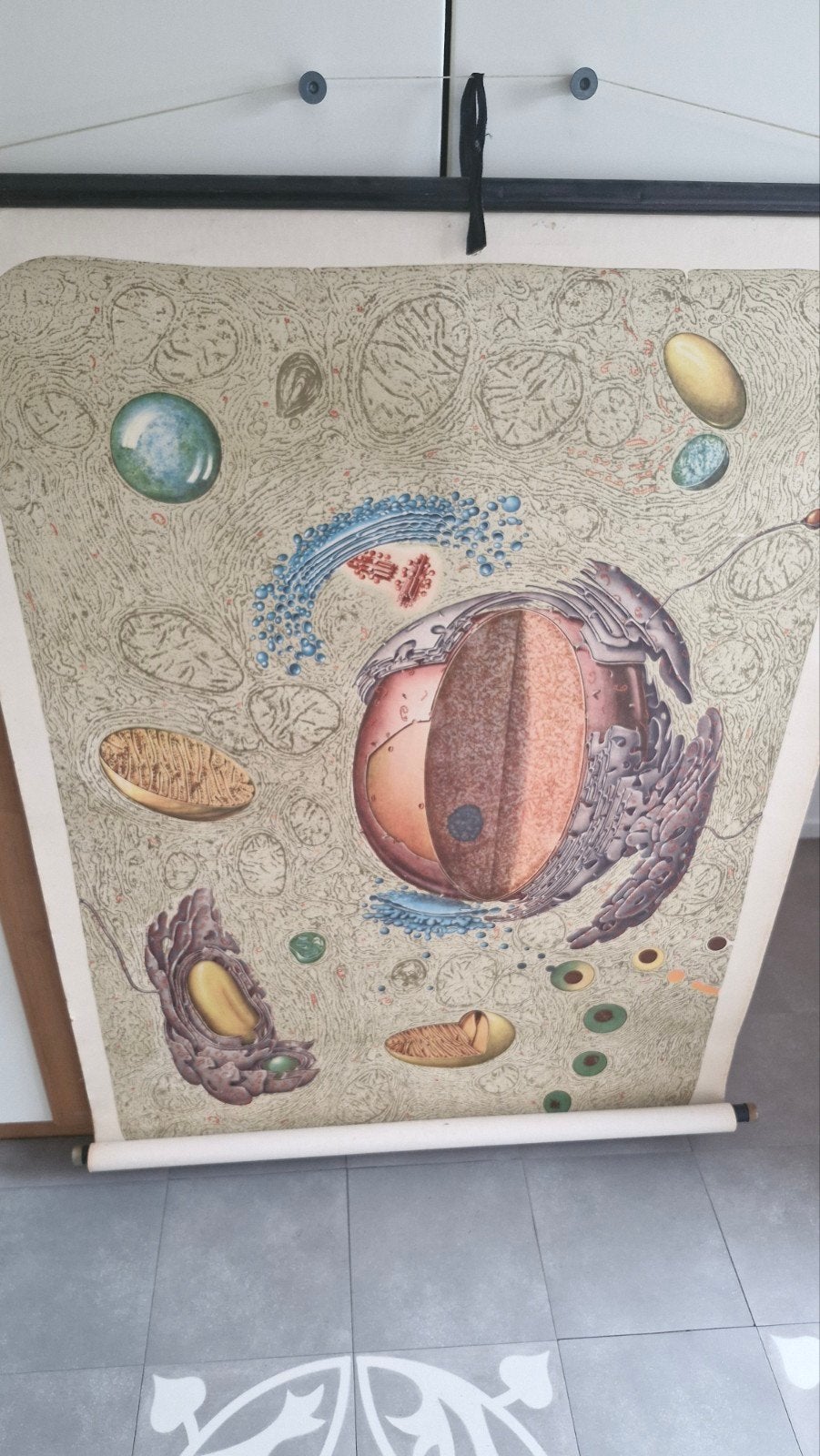 schoolplaat het oog, Antiek en Kunst, Antiek | Schoolplaten, Ophalen of Verzenden, Natuur en Biologie