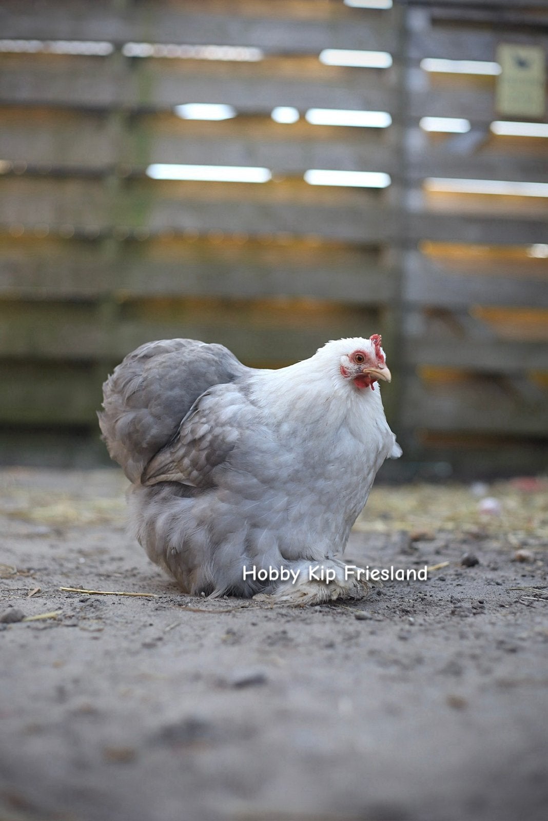 🥚 Cochin kriel broedeieren 🥚, Dieren en Toebehoren, Pluimvee, Geslacht onbekend, Kip