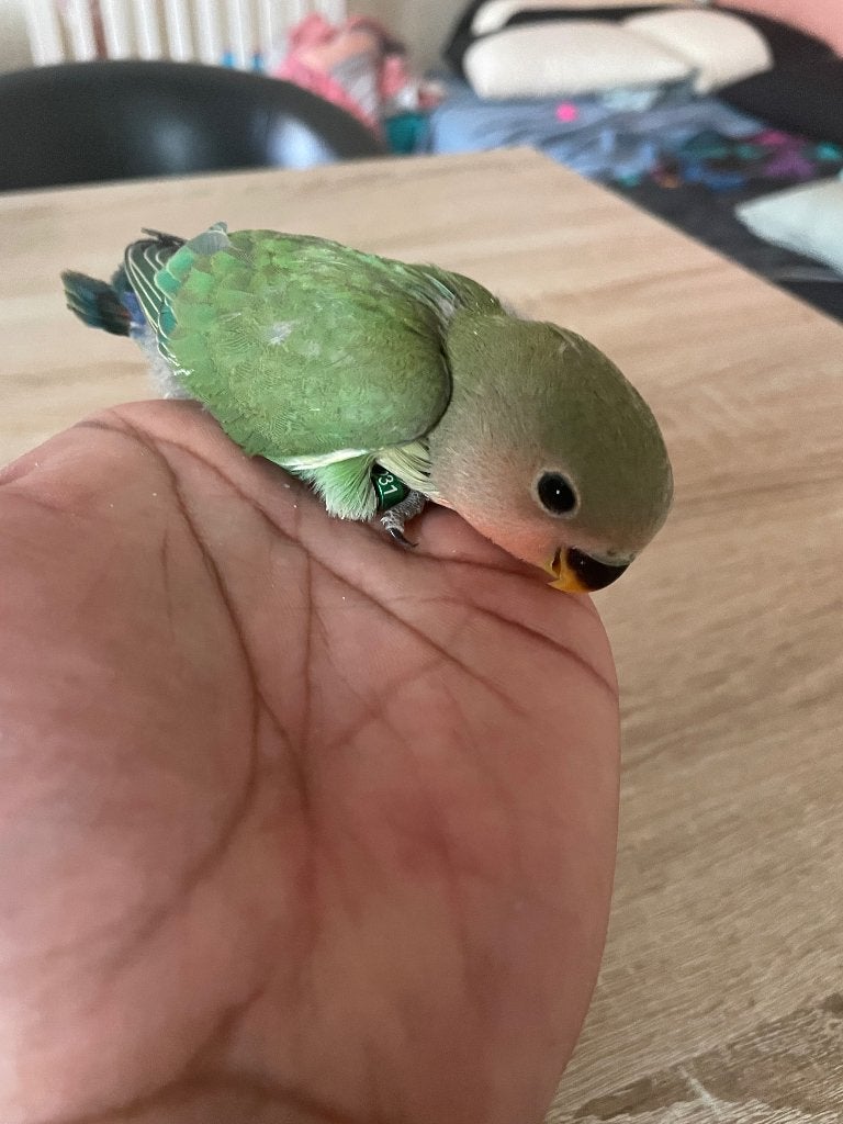 Agapornis baby’s, Dieren en Toebehoren, Vogels | Parkieten en Papegaaien, Geslacht onbekend, Dwergpapegaai of Agapornis, Geringd