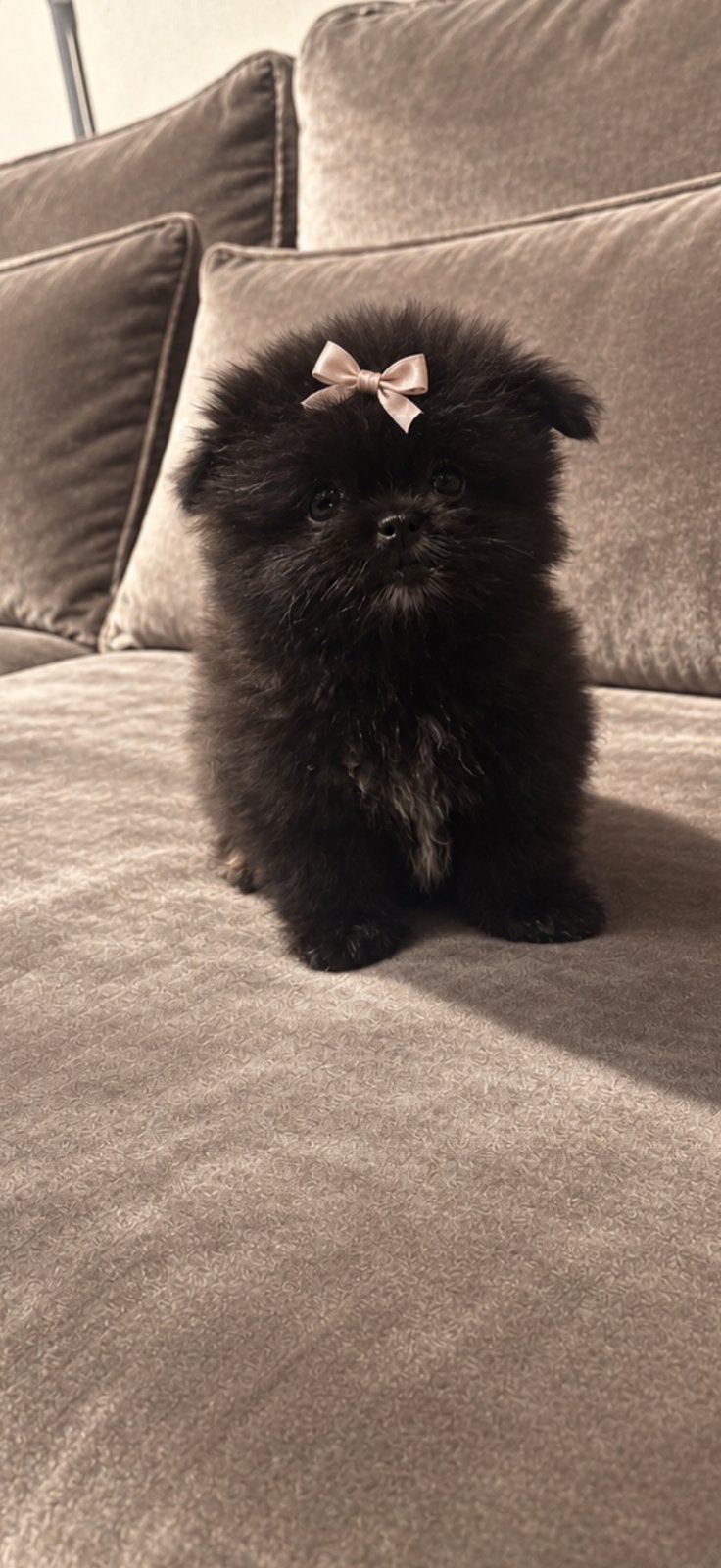 Pommeriaan teefje truus 💗, Keeshond, Teef, Eén hond, Nederland