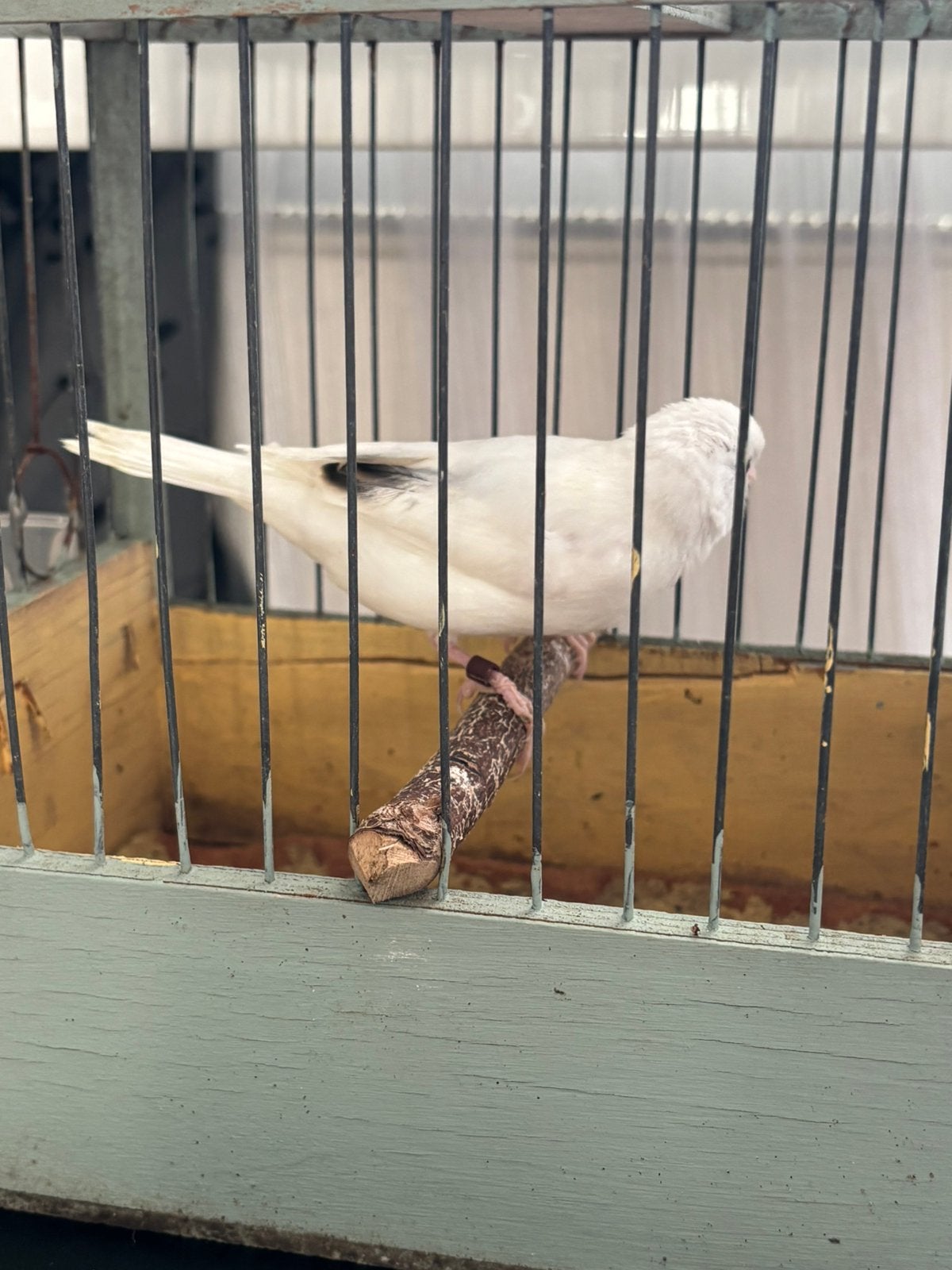 kanarie en vrouwtje, Meerdere dieren, Kleurkanarie