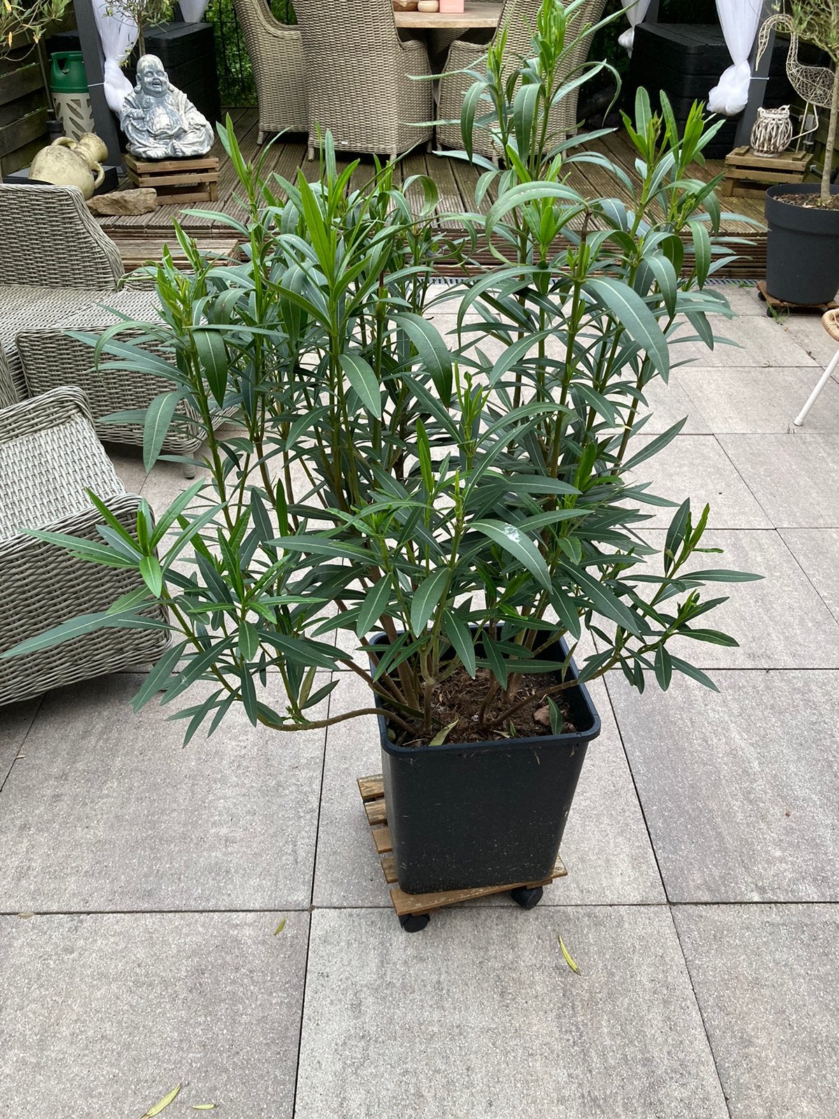 Mooie grote oleander, Tuin en Terras, Planten | Tuinplanten, Ophalen, Vaste plant, Overige soorten, Volle zon