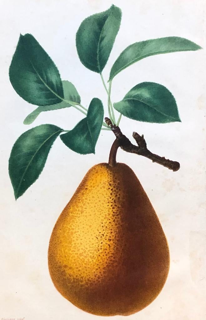 A Riocreux Antieke Botanische prent Poire Marie Guisse, Ophalen of Verzenden, Flora en Fauna, Lithografie, 1800 - 1899