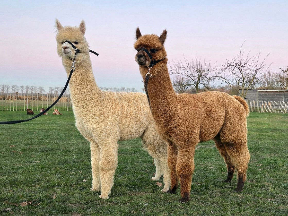Alpaca duo, Dieren en Toebehoren, Overige Dieren, April, Mannelijk
