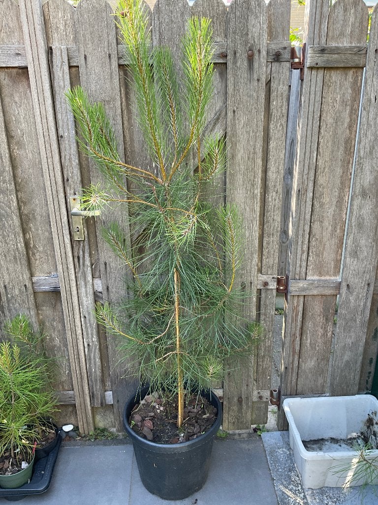 Middellandse zee dennebomen, Bloeit niet, Overige soorten, 100 tot 250 cm, Ophalen