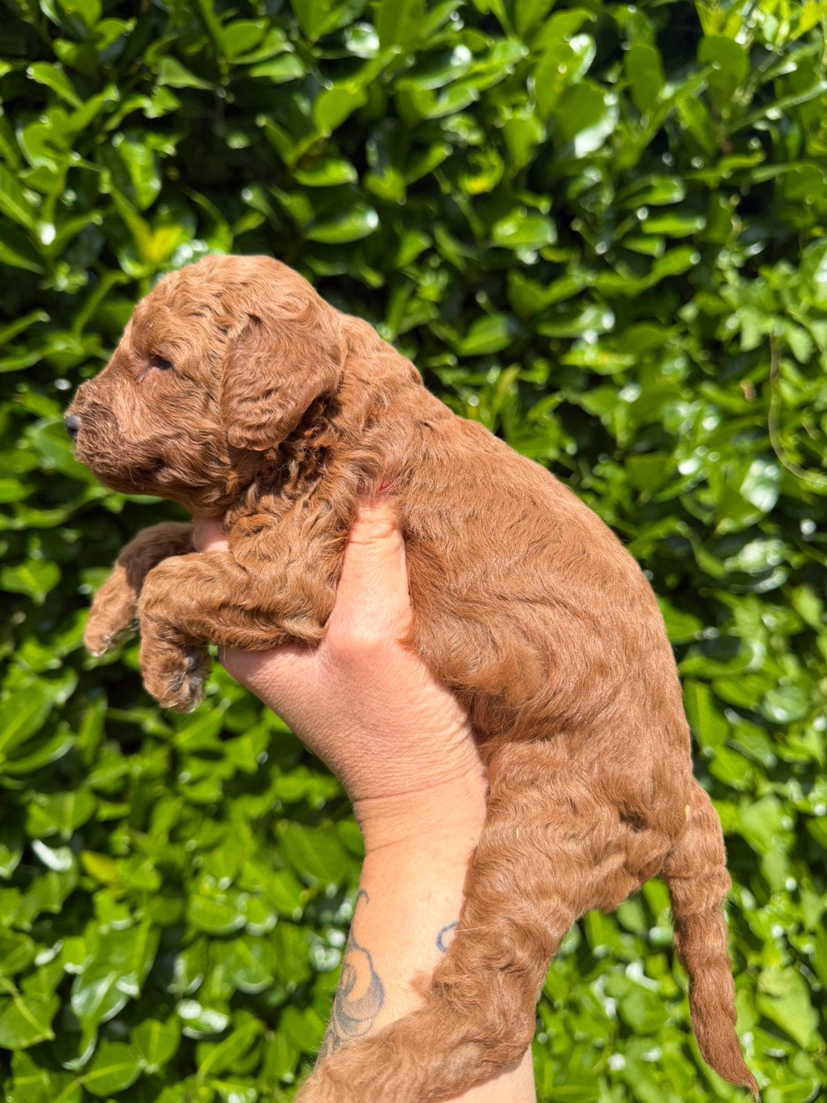 Maltipoo pups abrikoos rood, Parvo, Nederland, Overige rassen, 8 tot 15 weken