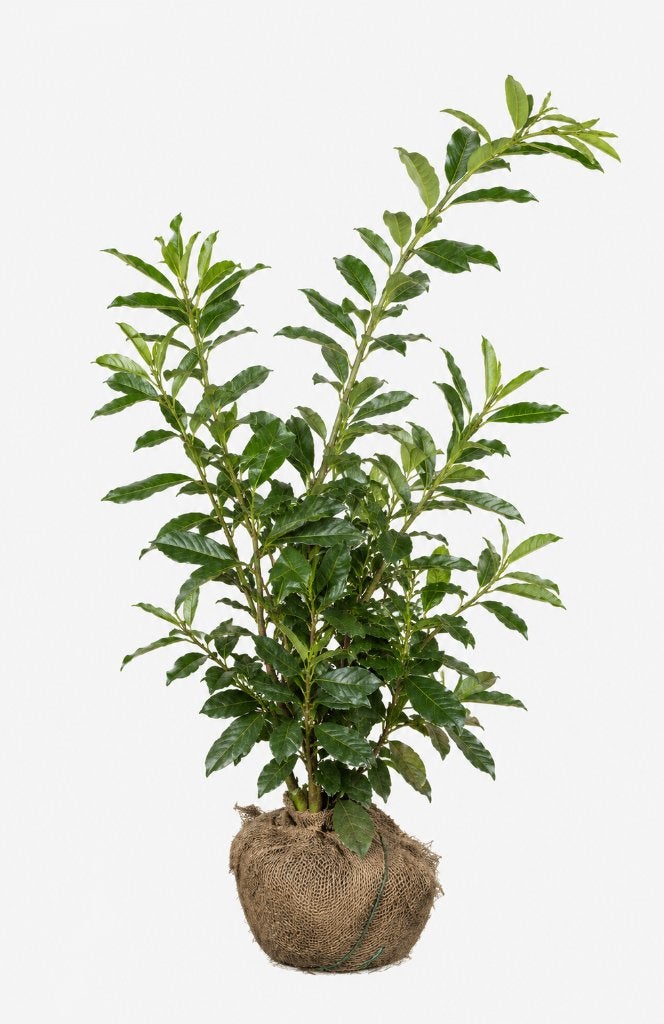 Prunus laur. 'Novita', Tuin en Terras, Ophalen of Verzenden, Laurier, Haag, 100 tot 250 cm