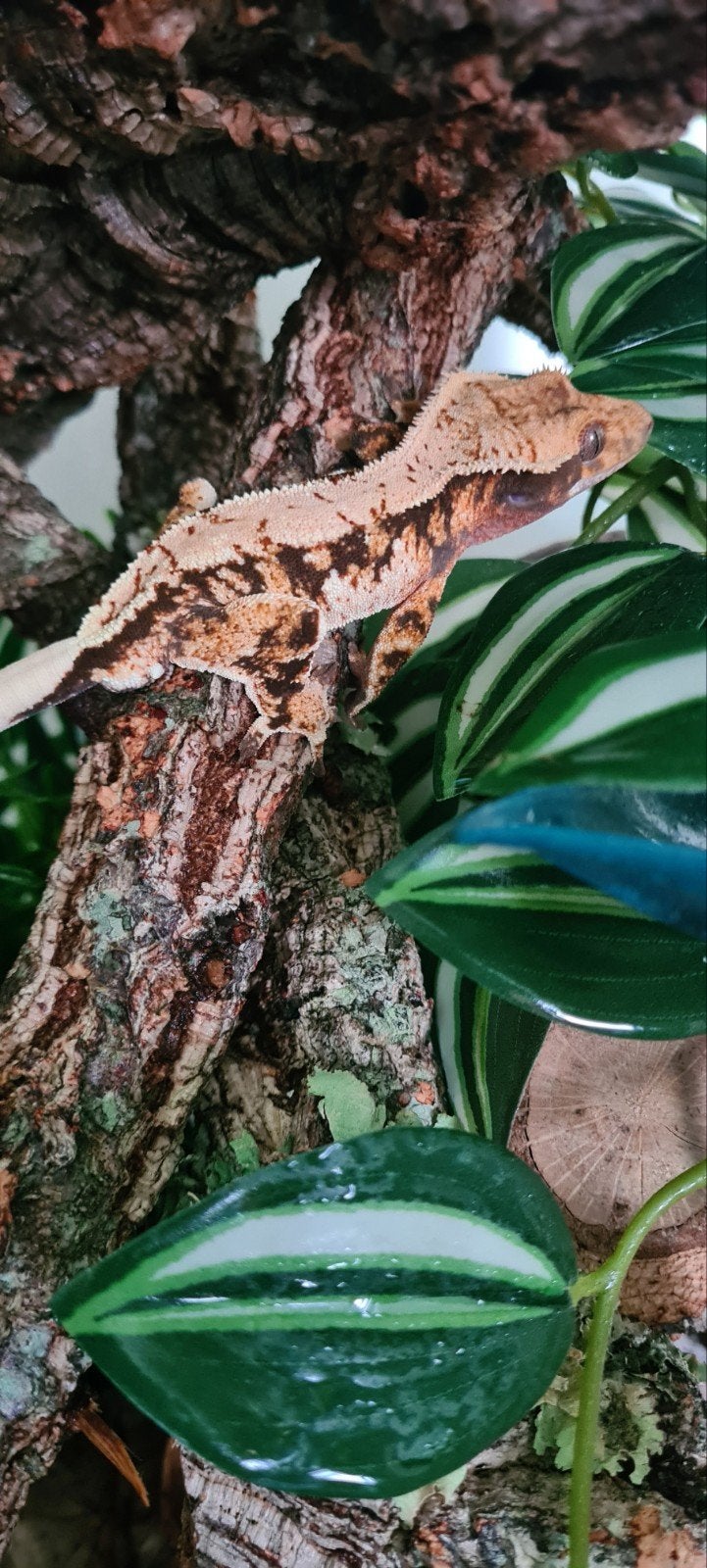 Wimpergekko man, Hagedis, 0 tot 2 jaar