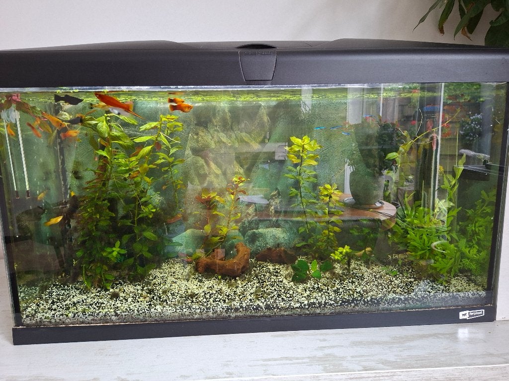Te koop compleet aquarium., Dieren en Toebehoren, Vissen | Aquaria en Toebehoren, Ophalen, Inclusief vissen, Gebruikt, Gevuld zoetwateraquarium