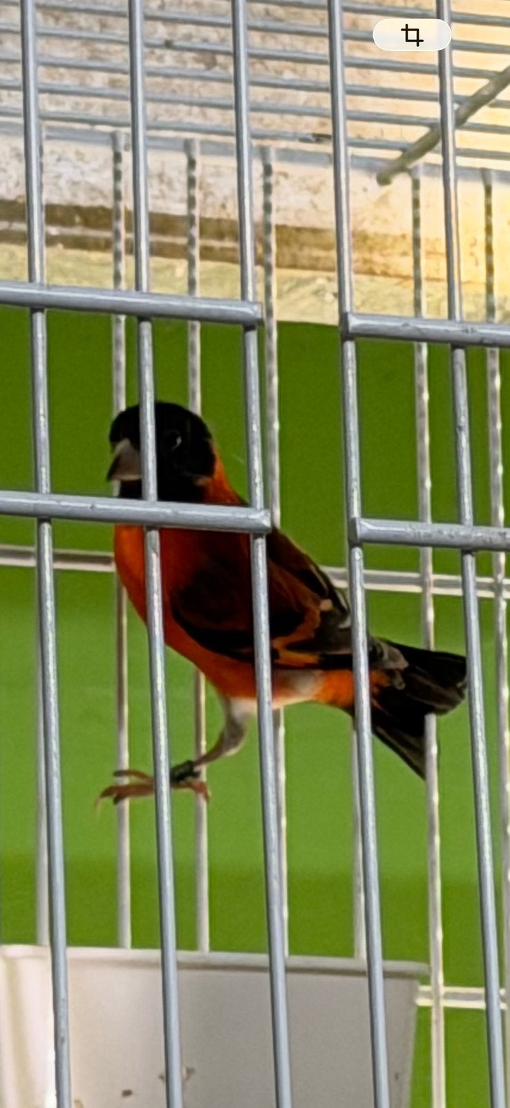 Sijzen Kapoetensijzen 2026, Meerdere dieren, Wildzangvogel