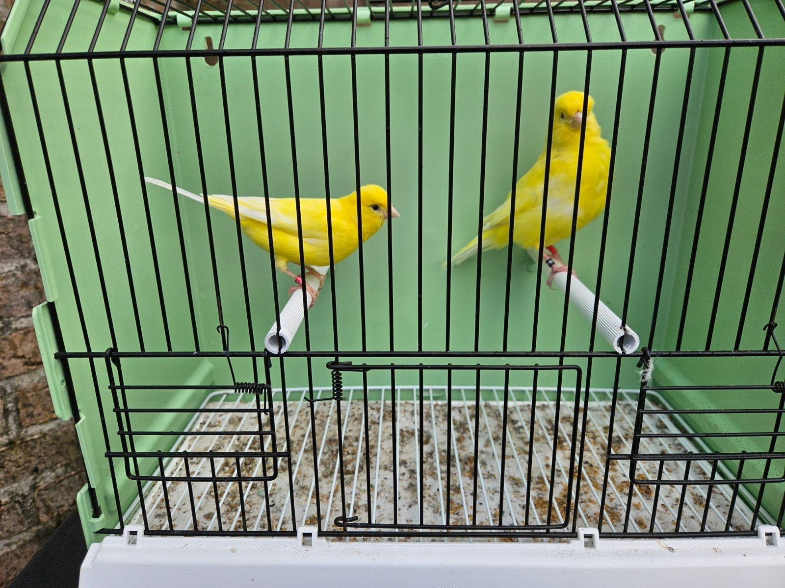 Koppel kanarie geel, Dieren en Toebehoren, Meerdere dieren, Kleurkanarie