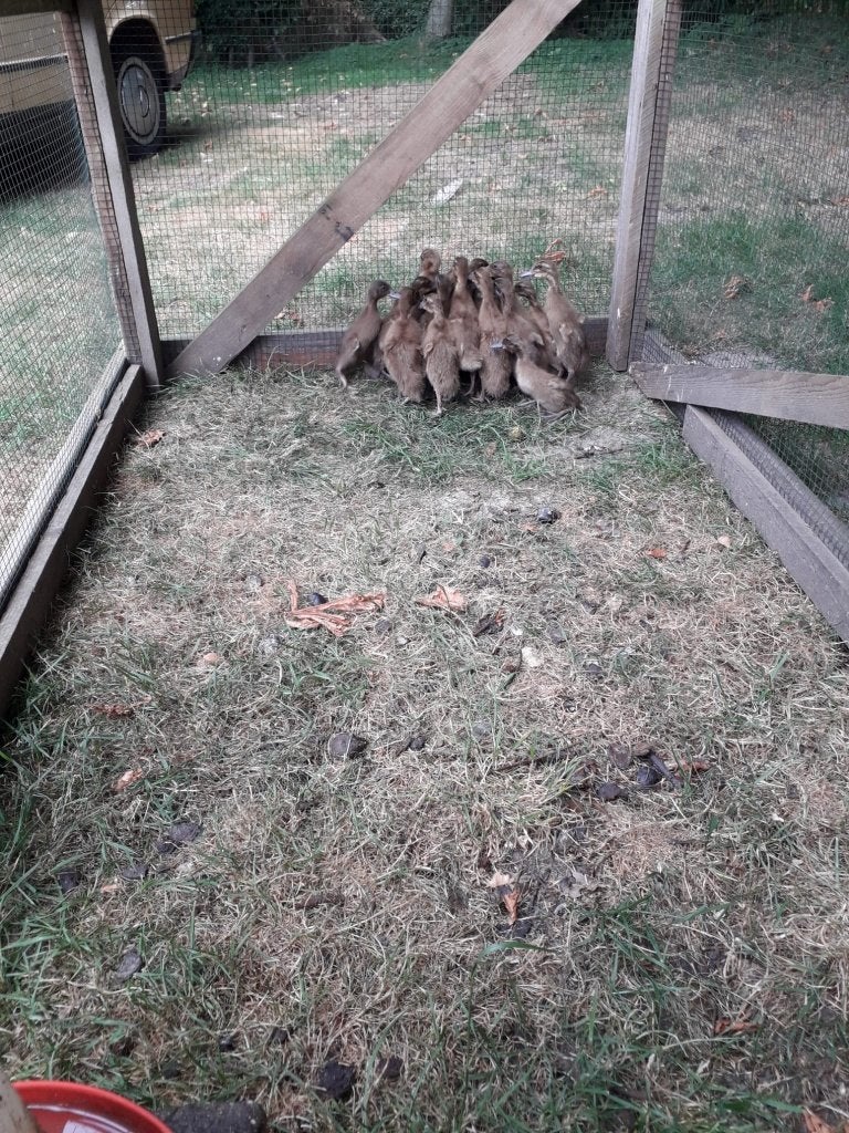 Te koop jong Khaki Campbell legeenden, Dieren en Toebehoren, Meerdere dieren, Kip