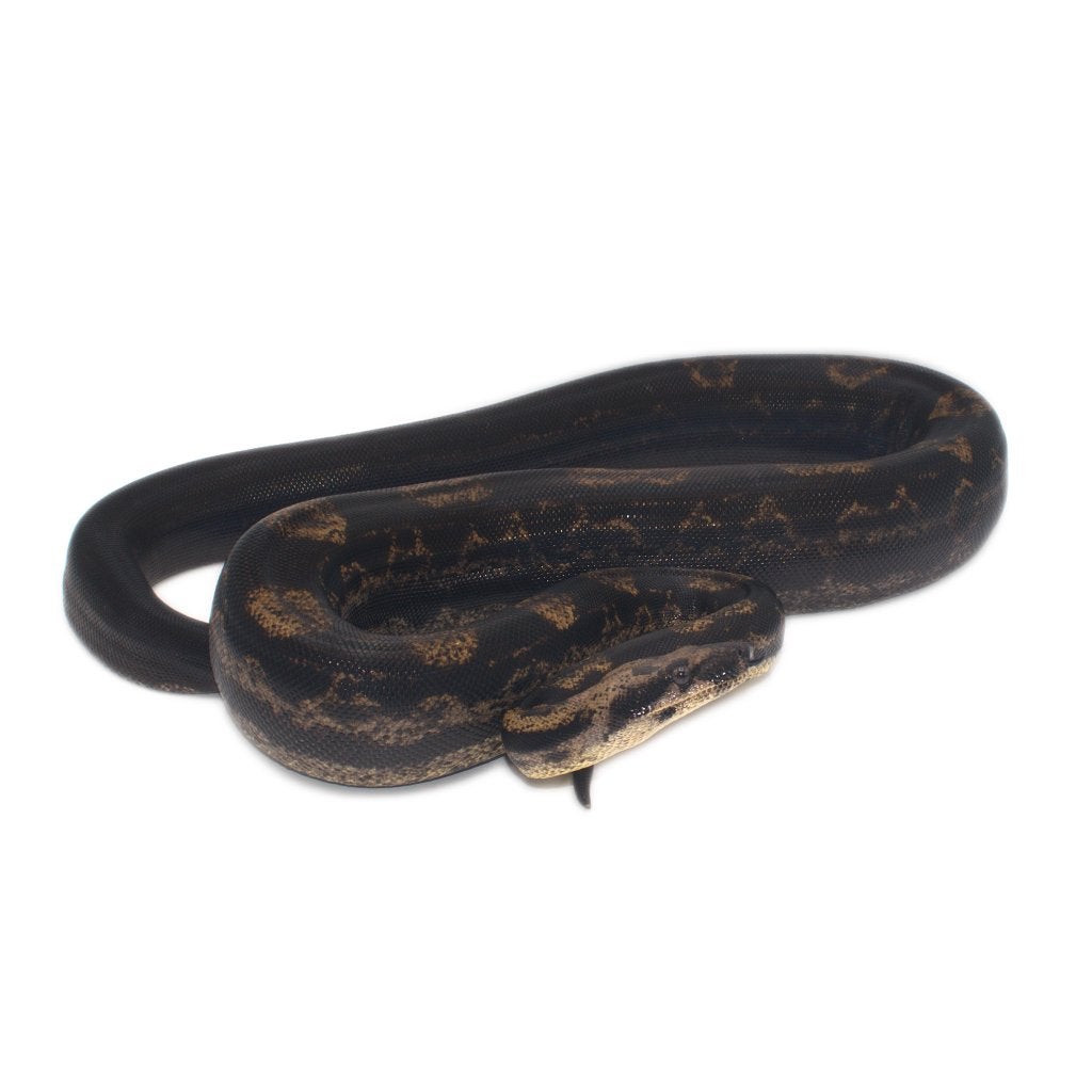 Boa Constrictor Imperator Litter 01 2025 Boa Constrictor photo 12
