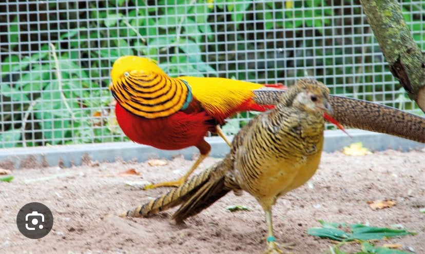 Te Koop Trio Goudfazanten 2 hennen en 1 haan, Dieren en Toebehoren, Pluimvee, Meerdere dieren, Overige soorten