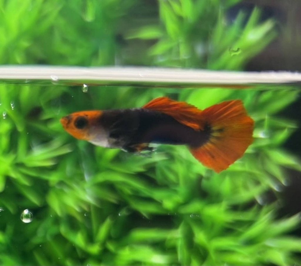 Red Cap Brazilian Tuxedo guppy, Dieren en Toebehoren, Vis, Zoetwatervis, Schoolvis