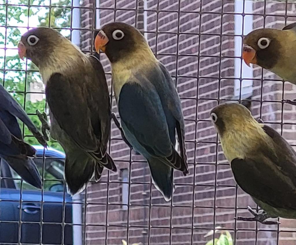 4 mooie zwartmasker agapornissen, Dieren en Toebehoren, Vogels | Parkieten en Papegaaien, Meerdere dieren, Dwergpapegaai of Agapornis