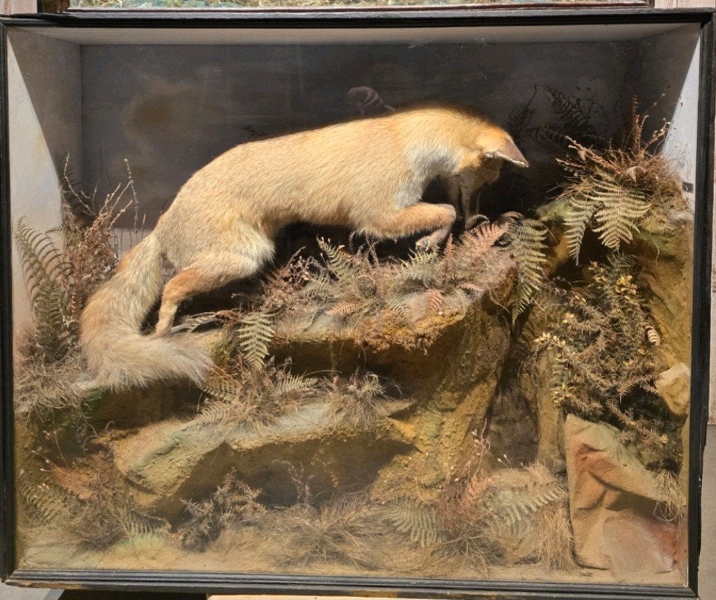 Opgezette vos in grote vitrine, antiek, Victoriaans, Engels, Ophalen, Wild dier, Opgezet dier
