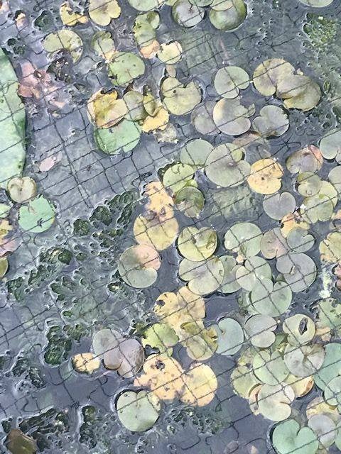 kikkerbeet, Tuin en Terras, Ophalen