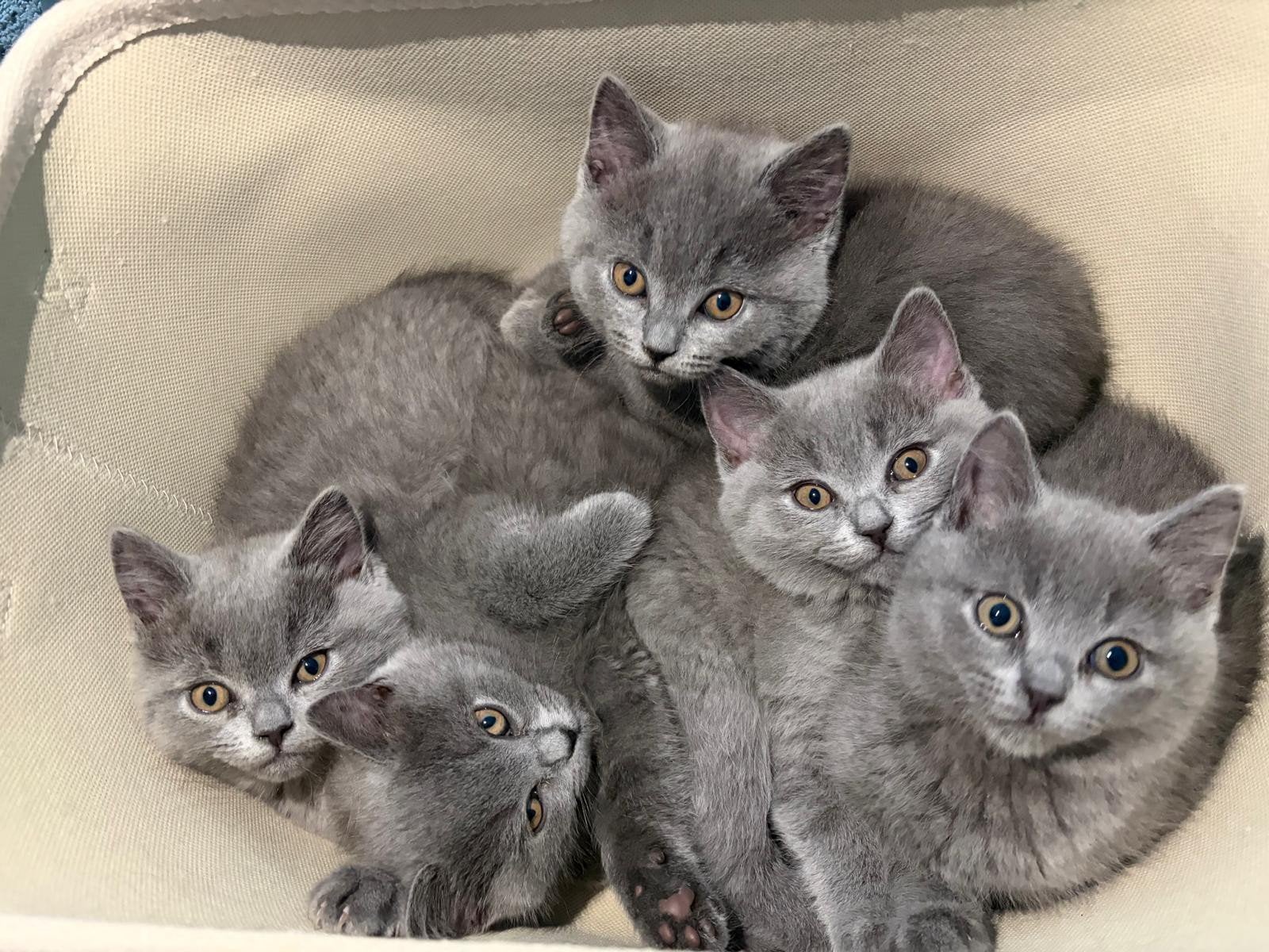 Kittens te koop mix Brits korthaar en langhaar, Dieren en Toebehoren, Meerdere dieren, Ontwormd, 0 tot 2 jaar