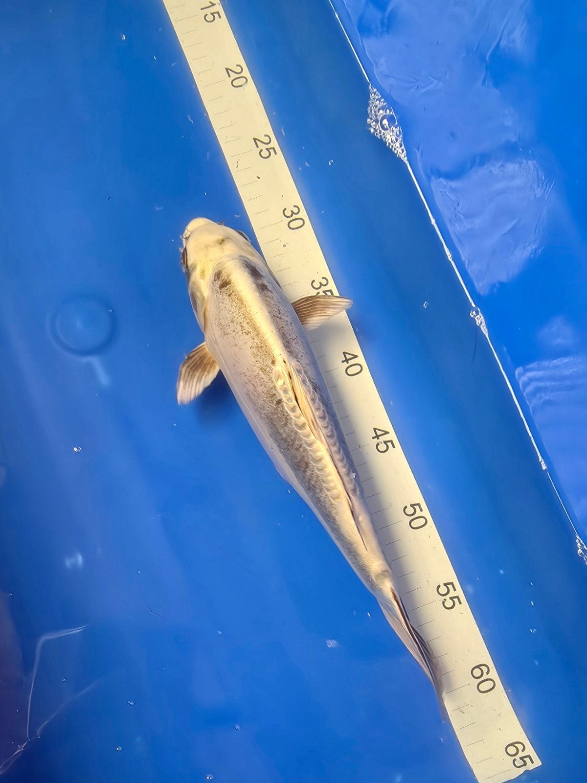 Kikokuryu (Nisai) 35cm. Kweker: Maruhiro, Karper of Koi