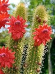 Cactus Cleistocactus Samaipatanus in de 11 cm pot, Ophalen of Verzenden, Minder dan 100 cm, Bloeiende kamerplant, Volle zon