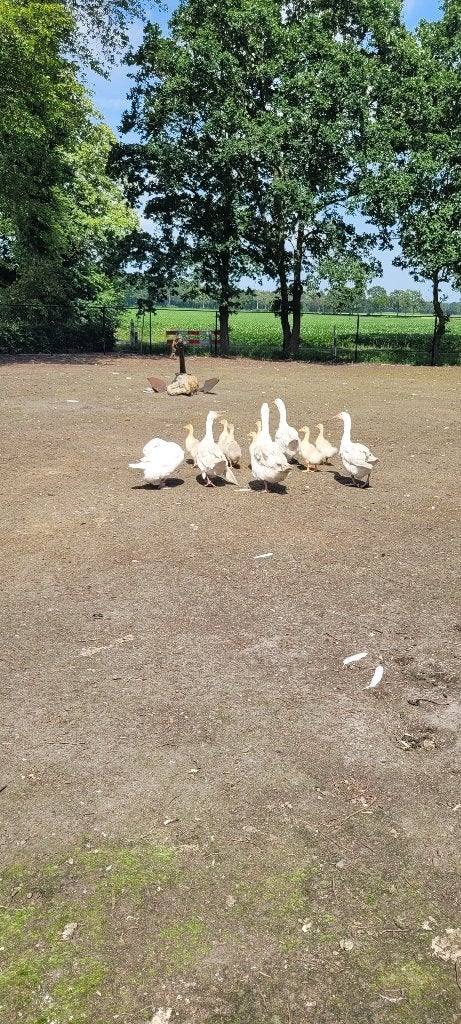 Ganzen, Meerdere dieren, Gans of Zwaan