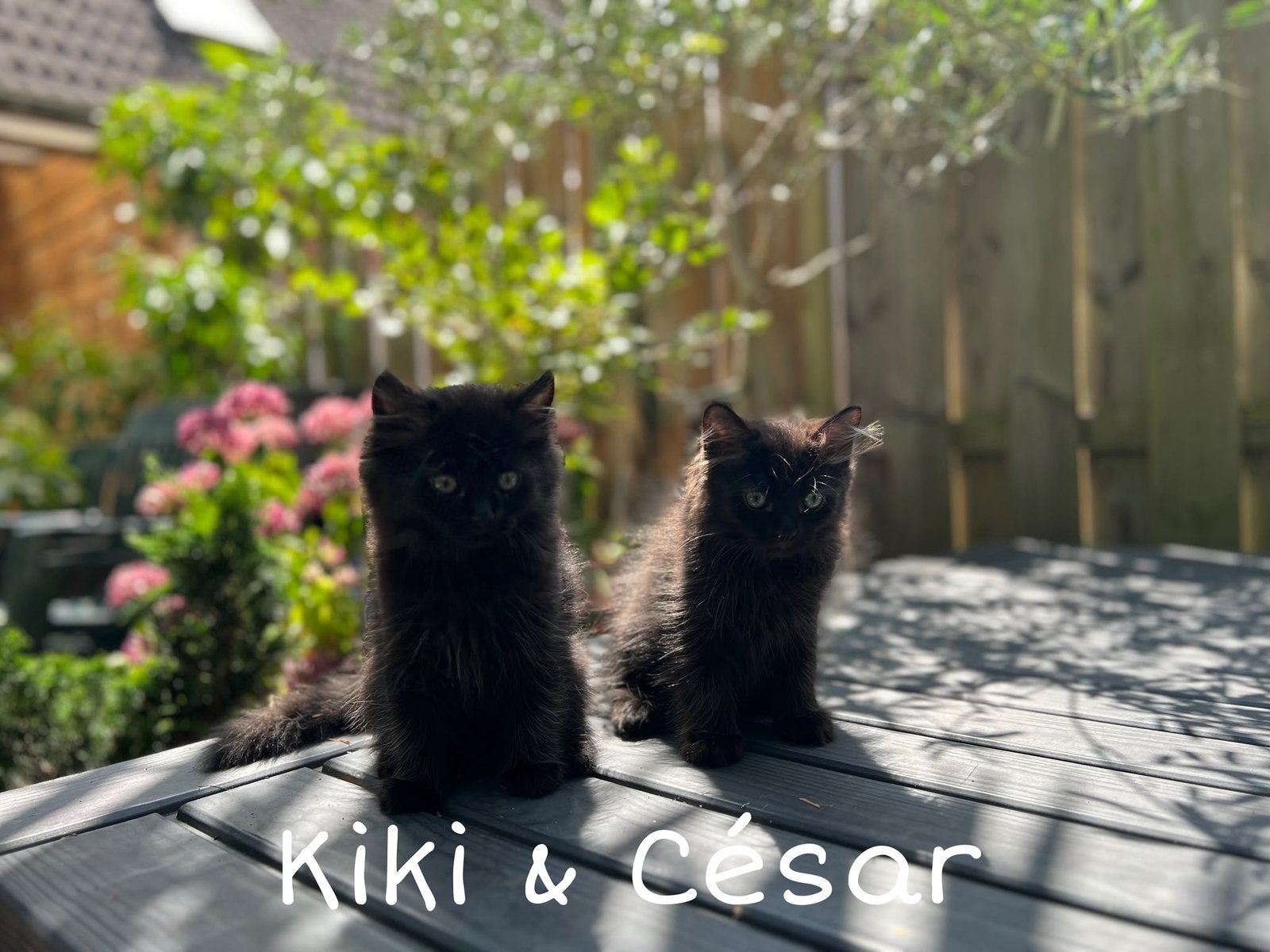 Kittens Kiki & César (Perzische Kat/Britse Langhaar), Meerdere dieren, Ontwormd, 0 tot 2 jaar