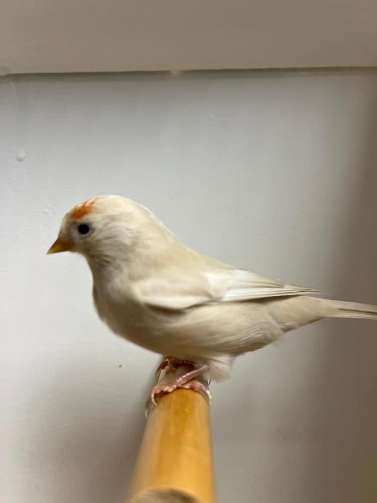Vele soorten vogels Vanavond geopend, Meerdere dieren