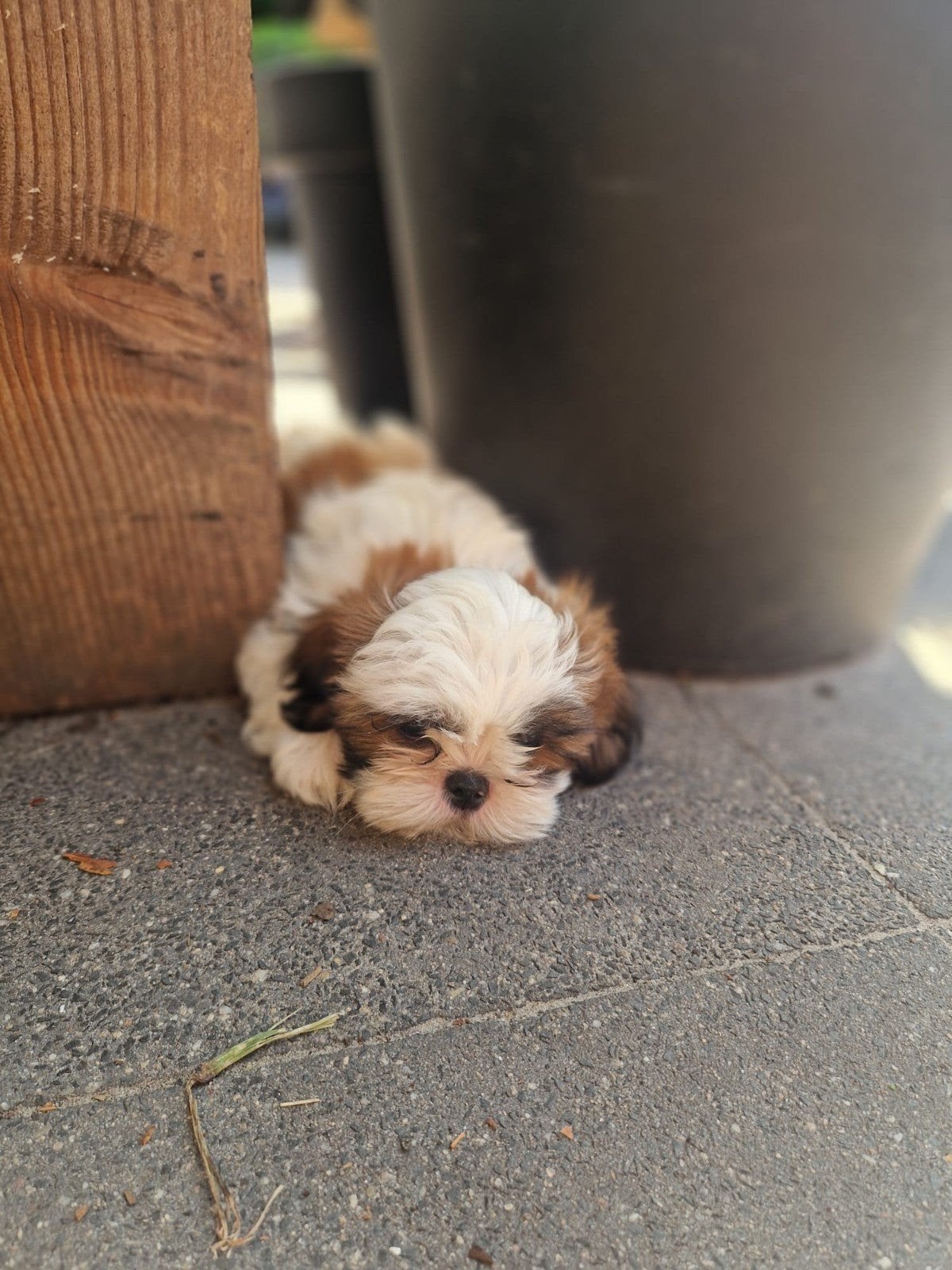 Boomer pups 2x reutje shih tzu x boomer, Dieren en Toebehoren, Honden | Chihuahua's en Gezelschapshonden, Parvo, 8 tot 15 weken